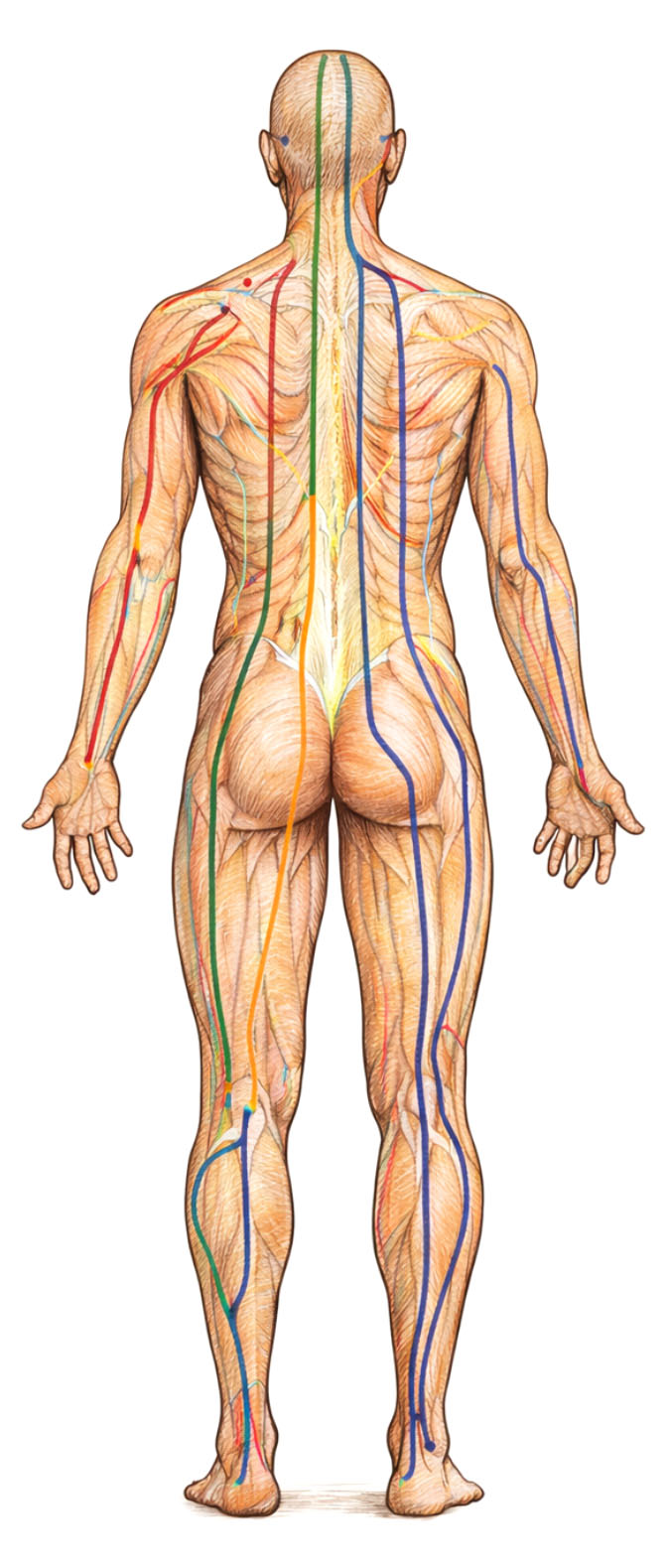 Body Illustration